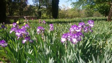 Les Iris de Saint Michel de Cuixa